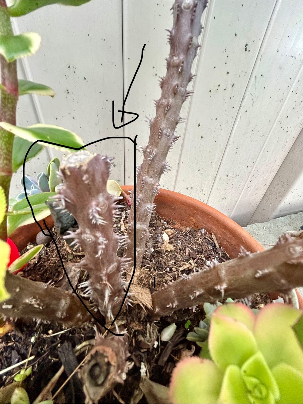 Crown of thorns cutting - Picture 7 of 7
